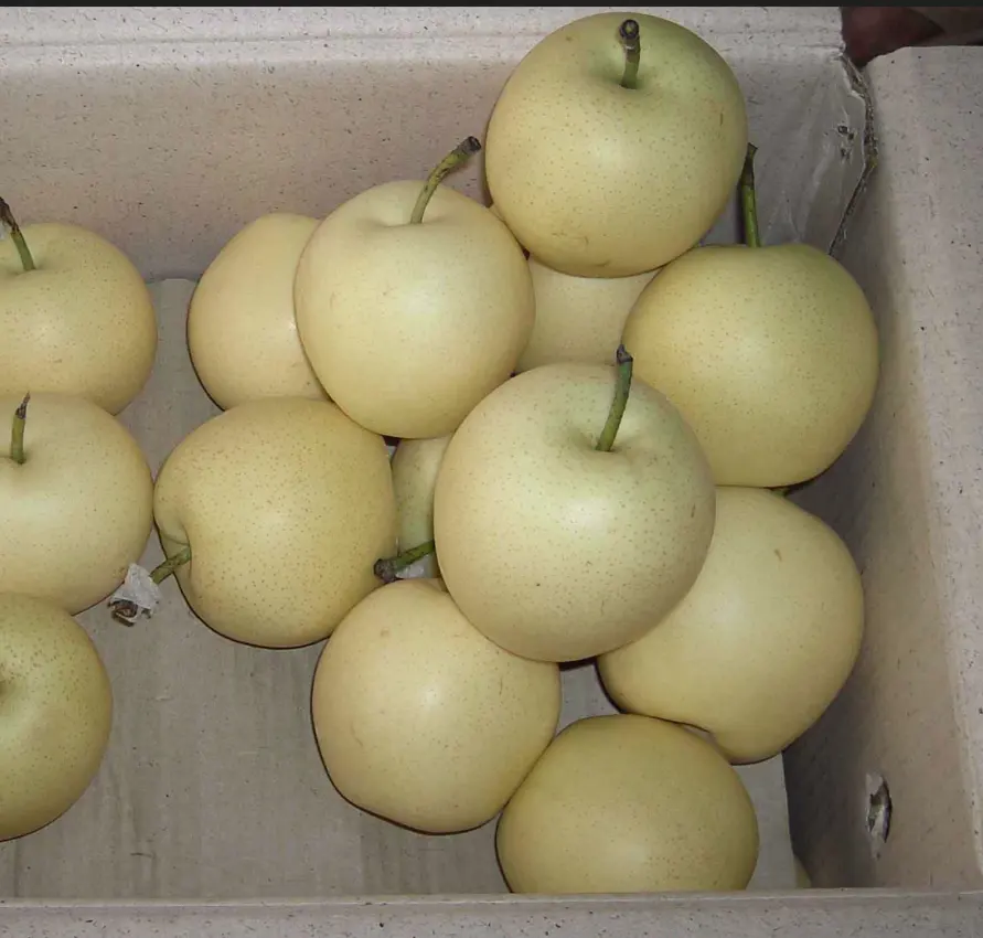Top Quality Chinese Fresh Pears 2023 New Season Fresh Pears Ya Pear With Factory Price
