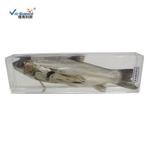 Venta directa de fábrica: Especímenes de carpa cebú desecados y preservados, especímenes de alta calidad para enseñanza y exhibición. - Product Image 2