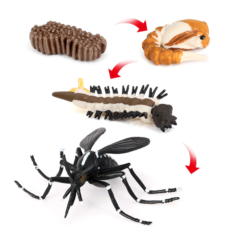 2480 Cycle de vie des moustiques