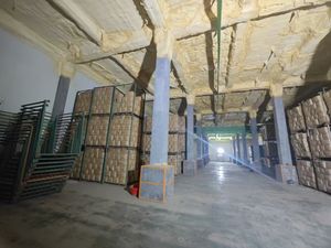 Свежий органический имбирь из Китая оптом напрямую с завода - Product Image 3