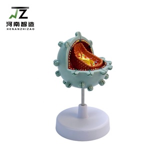 Maniquí de PVC de tamaño real para la enseñanza médica del virus del SIDA humano, modelo avanzado para la educación médica - Product Image 3