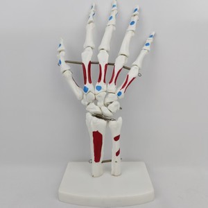 Modelo de Mano Humana con Articulaciones, Músculos <span class=keywords><strong>y</strong></span> <span class=keywords><strong>Huesos</strong></span> (Ulna <span class=keywords><strong>y</strong></span> Radio) a Tamaño Real para Entrenamiento Médico en Escuelas de Medicina - Product Image 4