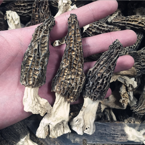 Funghi Morchella Esculenta Essiccati di Alta Qualità in Offerta - Product Image 2