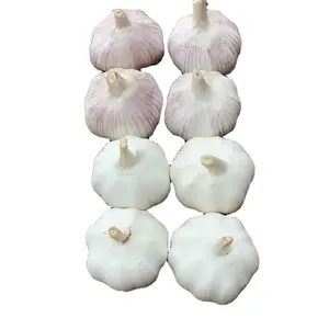 shandong fresh garlic with low price