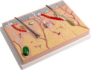 Modelo de Anatomía de piel humana, modelo educativo de laboratorio de piel anatómica para estudiantes de medicina, estructura de piel humana - Product Image 2