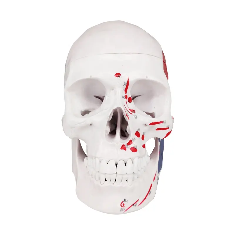 Humano de color de plástico médica enseñanza cráneo modelo óseo anatómico