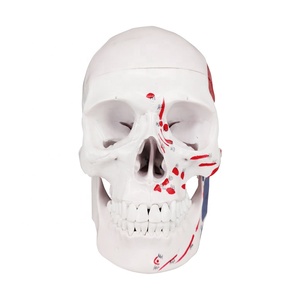 Màu Con Người Nhựa Y Tế Giảng Dạy Skull Giải Phẫu Xương Mô Hình - Product Image 1