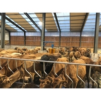 Ferme à chèvre, structure en acier, à bas prix, équipement pour la production de bavettes, léger