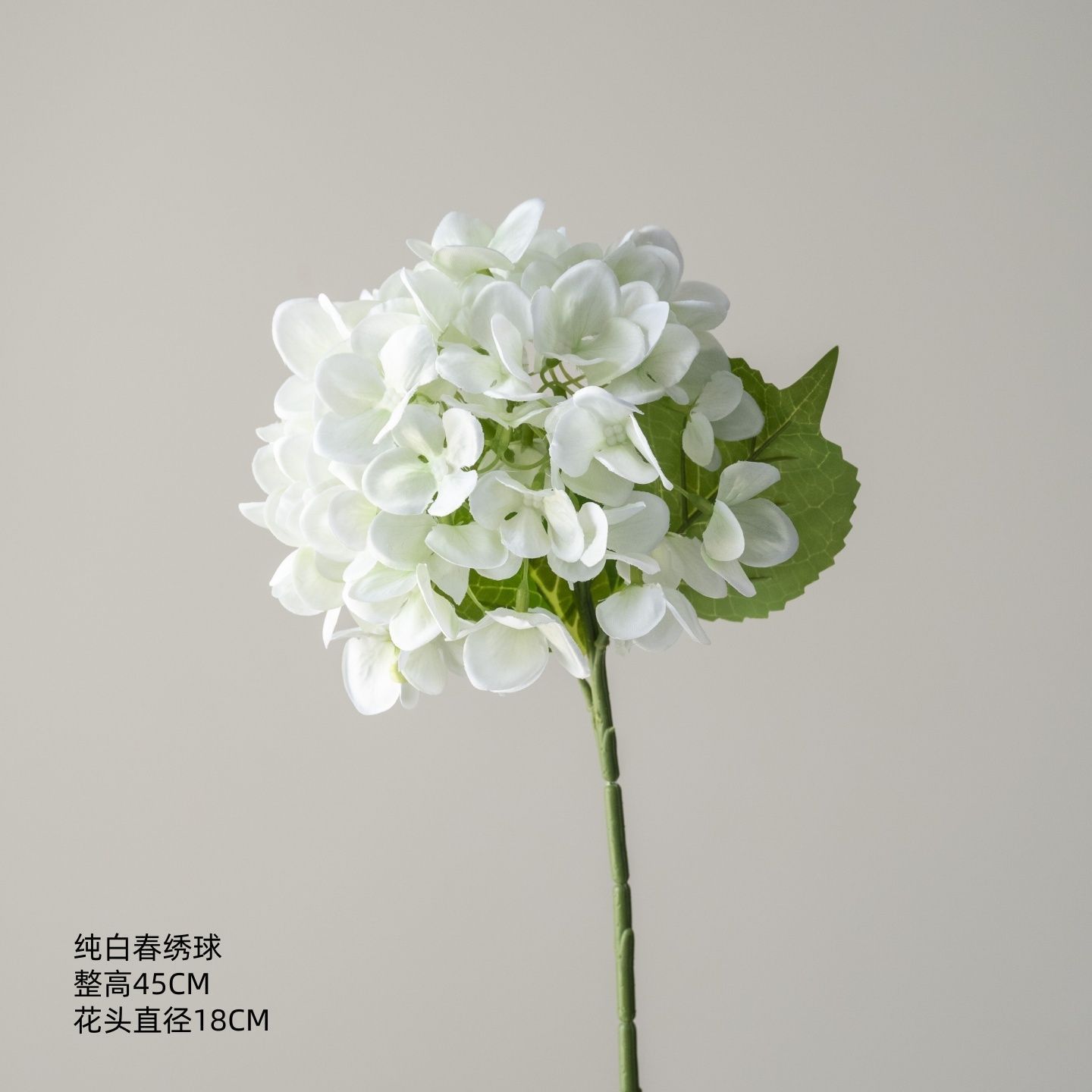 54 pétales d'hortensia de printemps blanc pur