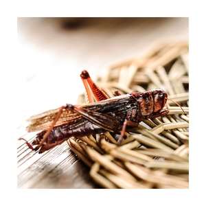 Grasshopper, Insetti Commestibili Best Seller, Mangime per Animali, Grillo Ecologico Fresco - Product Image 4