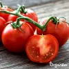 Pack <span class=keywords><strong>de</strong></span> tomates 13 <span class=keywords><strong>variétés</strong></span> pour les amateurs <span class=keywords><strong>de</strong></span> plantes <span class=keywords><strong>de</strong></span> jardin - Product Image 3