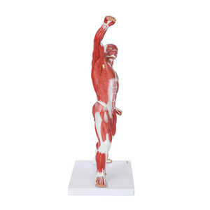 Modelo de Anatomía Muscular Superficial Humana de <span class=keywords><strong>Cuerpo</strong></span> Completo de 50 cm para Entrenamiento en Escuelas y Hospitales - Product Image 2