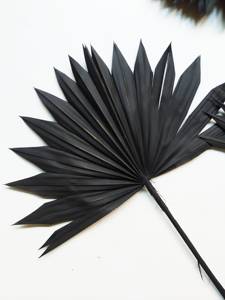 Fleurs et plantes stabilisées personnalisées à prix avantageux, très demandées, pour arrangements floraux : Pampas, Palmier <span class=keywords><strong>Soleil</strong></span>, Palmier <span class=keywords><strong>Noir</strong></span> - Product Image 4