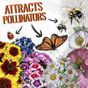 Lot de 14 sachets de fleurs sauvages pour le jardin, kit de mélange de plantes annuelles, types de plantes vivaces, tolérants à l'ombre pour les truies partielles de fleurs pour la plantation. - Product Image 4
