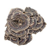 Setas de cola de pavo de grado premium seta de cola de pavo natural a la venta