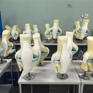 Modelo de Esqueleto Humano de <span class=keywords><strong>Rodilla</strong></span> con Osteoartritis de 4 Etapas para Enseñanza Médica y Demostración Ortopédica - Product Image 5