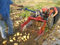 Mini-récolteuse de pommes de terre à 3 points et à une rangée pour la vente en gros – Équipement agricole miniaturisé pour une récolte efficace des cultures