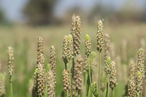 Poudre de <span class=keywords><strong>fibre</strong></span> de psyllium sauvage biologique 1400mg Supplément prébiotique naturel 90% Bouteille végétalienne crue de qualité alimentaire - Product Image 6