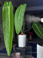 Plante en pot Anthurium Veitchii, plante tropicale rare pour la décoration intérieure, plantes à feuillage, famille des Arecacées, cadeau pour les amateurs de plantes