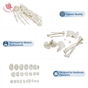 Modelo de hueso <span class=keywords><strong>humano</strong></span> para enseñanza médica, modelo de hueso de PVC de alta calidad, huesos dispersos en <span class=keywords><strong>el</strong></span> <span class=keywords><strong>cuerpo</strong></span> <span class=keywords><strong>humano</strong></span> - Product Image 6
