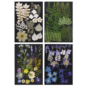 22-36 piezas/paquete flor prensada Asst. Bolsa para MARCO <span class=keywords><strong>DE</strong></span> ARTE Decoración del hogar Vela <span class=keywords><strong>de</strong></span> Arte <span class=keywords><strong>de</strong></span> resina - Product Image 3