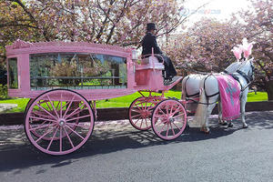Kereta peti mati kaca tradisional dengan kuda hitam transportasi pemakaman populer Jerman langsung pabrikan-kuda kuncir - Product Image 4