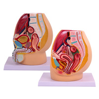 Modèle d'anatomie pelvienne féminine, spécimen du système génito-urinaire féminin, modèle pédagogique d'anatomie humaine