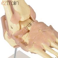 Modèle anatomique de pied grandeur nature avec ligaments, en PVC, pour l'enseignement scientifique et la science médicale