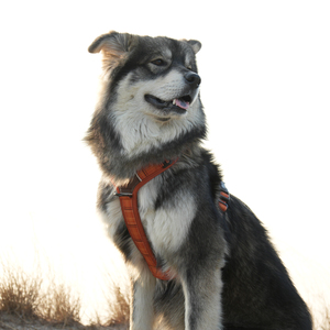 สายรัดสุนัขแบบปรับได้ Sunraymascota รุ่น Heavy Duty ป้องกันการดึง  คอลเลคชั่น Heritage  สายรัดสุนัขดีไซน์เนอร์  พร้อมโลโก้สั่งทำ - Product Image 5