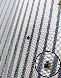 Usine en gros robuste et durable <span class=keywords><strong>anti</strong></span>-moustiques et <span class=keywords><strong>anti</strong></span>-<span class=keywords><strong>insectes</strong></span> simple et facile à installer rideaux <span class=keywords><strong>de</strong></span> <span class=keywords><strong>porte</strong></span> magnétiques domestiques - Product Image 5