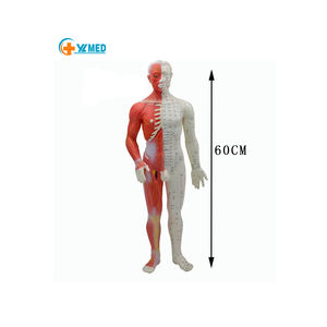 Modèle de points d'acupuncture en plastique coloré de 60 cm grandeur nature pour l'enseignement et l'apprentissage de la médecine chinoise - Product Image 1