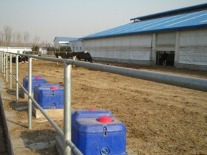 Abreuvoirs automatiques en <span class=keywords><strong>plastique</strong></span> pour bétail, abreuvoirs pour animaux, réservoirs d'eau pour bovins - Product Image 6