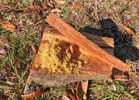Allume-feu entièrement organique naturel, la scie à bois Fatwood est un excellent outil pour le Camping et la randonnée