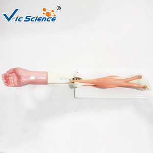 Modèle d'anatomie musculaire de l'articulation du coude ; outil pédagogique pour l'étude du mouvement musculo-squelettique des membres supérieurs humains. - Product Image 2