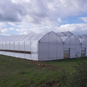 Invernadero de sistema hidropónico agrícola de película plástica de varios tramos a la venta Invernadero comercial de túnel bajo para cultivo de caracoles - Product Image 4