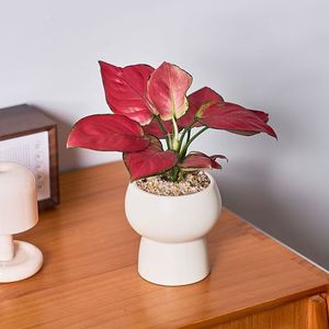 Nueva llegada: <span class=keywords><strong>Maceta</strong></span> de cerámica beige con diseño nórdico de Bisque Garden, en forma de trofeo, para el hogar y el jardín. - Product Image 5