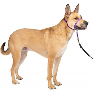 <span class=keywords><strong>Collar</strong></span> cabeza de perro mascota - Product Image 5