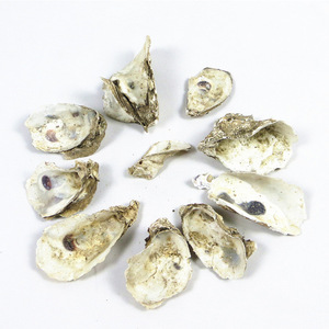 Conchas de <span class=keywords><strong>Ostrea</strong></span> Talienwhanensis Naturales y Crudas, Herbales Tradicionales Mu Li, en Venta - Product Image 3