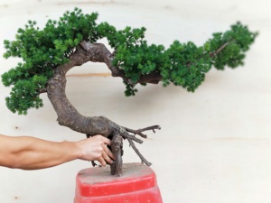 Di <span class=keywords><strong>Vendita</strong></span> calda <span class=keywords><strong>Giapponese</strong></span> Artificiale <span class=keywords><strong>Bonsai</strong></span> di Pino Albero Sempreverde Albero Artificiale Per La <span class=keywords><strong>Vendita</strong></span> - Product Image 3