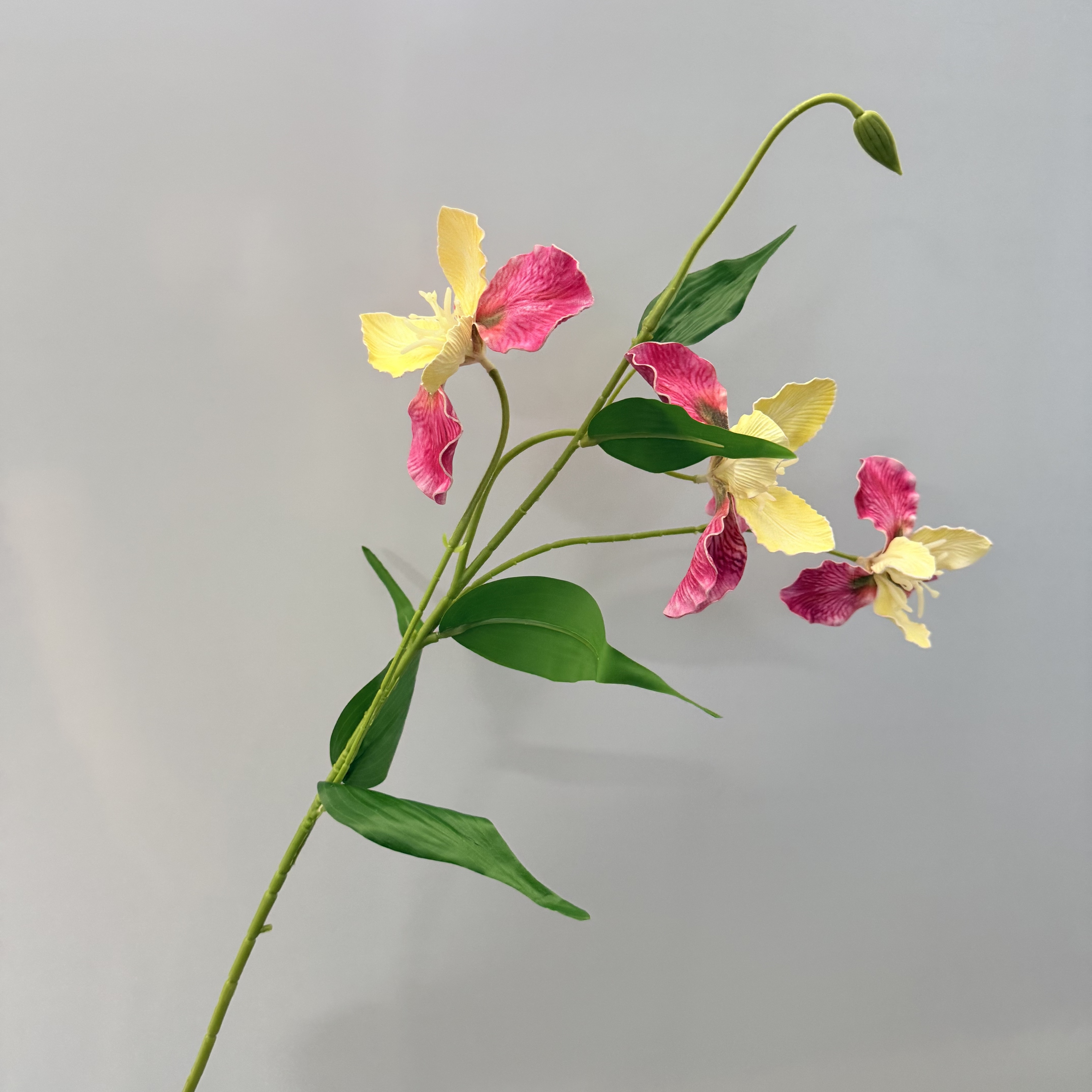 Fuchsia/Jaune