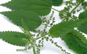 Thảo mộc cung cấp tinh khiết cây tầm ma chiết xuất Urtica Dioica 10:1 cấp thực phẩm cây tầm ma lá chiết xuất bột - Product Image 6