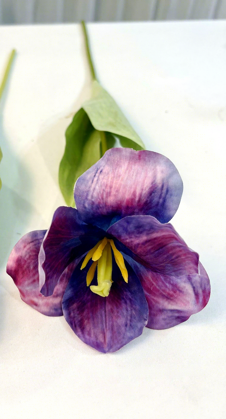1-1# grande fleur sensation tulipe violet