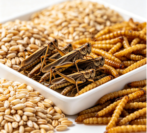 Aliment pour oiseaux Ald ODM/OEM, mélange biologique d'<span class=keywords><strong>insectes</strong></span> et de céréales, alimentation naturelle écologique de qualité supérieure pour toutes <span class=keywords><strong>les</strong></span> étapes de la vie, durée de conservation de 18 mois - Product Image 5