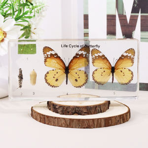 वास्तविक पशु क्रिस्टल तितली एक्रिलिक राल नमूना शिक्षण के लिए - Product Image 1