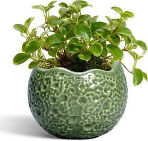Maceta de Cerámica Verde Oliva Degradado con Orificio de Drenaje, Autorriego, Ligera (3 kg), Diseño Moderno para Uso Interior/Exterior - Product Image 1