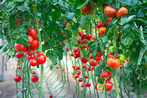 Magiê amoni <span class=keywords><strong>Phosphate</strong></span> hexahydrate bản đồ đất phân bón - Product Image 3