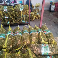 Ekspor Taro Segar dari Tiongkok, Makanan Sehat Mentah