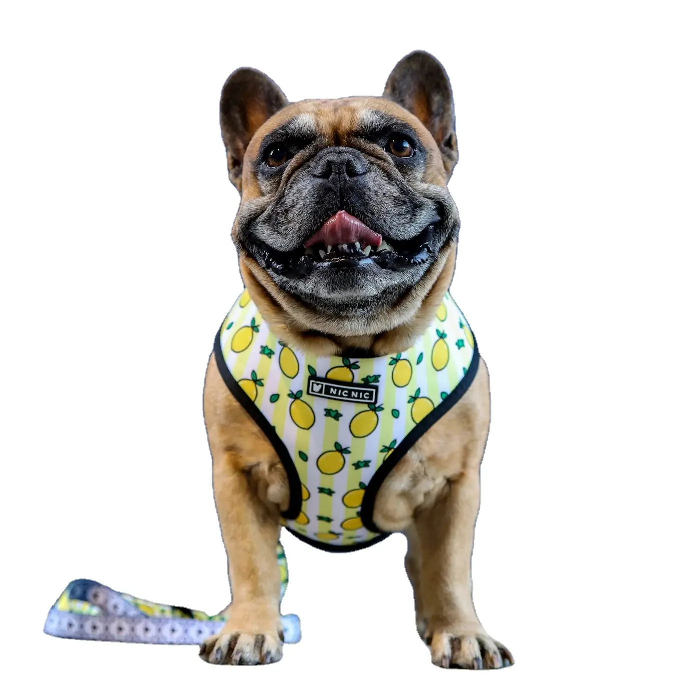 Nuovi articoli per animali domestici set di imbracature e guinzagli in poliestere colorato stile frutta limone Bulldog francese Schnauzer Corgi Chihuahua CH1038