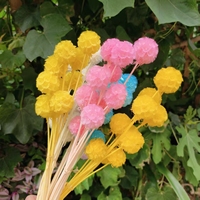 Vente chaude Préservé Éternelle Fleur Coloré Séché Moulin À Vent Fruits Scabiosa Fleurs pour Mariage
