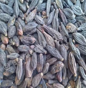 Choti Harad Haritaki Semillas naturales Terminalia Chebula Cultivo silvestre de grado alimenticio Empaquetado en bolsa - Product Image 2